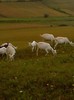 Fotografii-0115