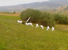Fotografii-0118