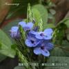 ERANTHEMUM PUCHELUM