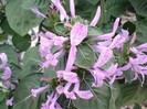 hypoestes aristata