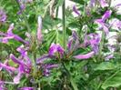 hypoestes aristata - ribbon bush