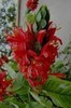 pachystachys coccineus