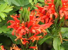 pachystachys coccineus