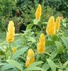 pachystachys lutea