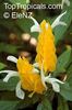 pachystachys lutea