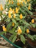 pachystachys lutea