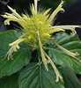 SCHAUERIA CALYCOTRHICA
