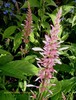 odontonema callistychum