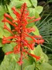 odontonema strictum