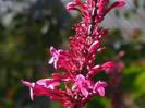 odontonema Strictum