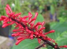 odontonema strictum