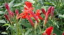 ruellia elegans