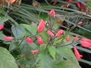 ruellia graecizans