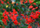 Ruellia amoena