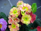 DSC02267