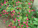 DSC01162 MIRABILIS JALAPA