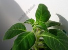 NEW -Kohleria Alida