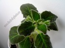 NEW - Kohleria Skogsbrand