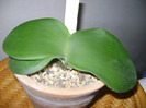 haemanthus deformis