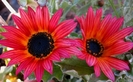 arctotis_acaulis