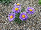 aster-alpinus