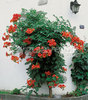 campsis grandiflora