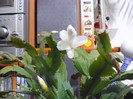 P1020015