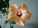 a facut o floare f micuta...