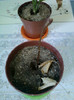 21 febr 2012 006