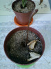 g. biloba, cred ca-i mort...