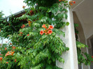 DSC01181 CAMPSIS RADICANS
