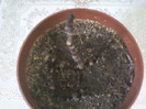 21 febr 2012 011