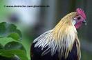db_Kuken161[1]