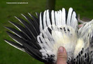 Handschwingen3[1]