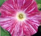 ipomoea_hama-fubuki