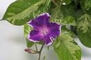 seminte ipomea