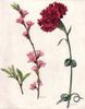 garoafa-Dianthus-caryophyllus
