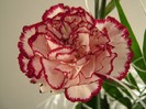 20120129204838garoafa.jpg1