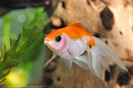 a-fish-s-life-58280-l