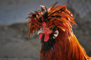 bad-hair-day-2-52908-l