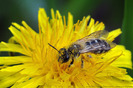 bee-46116-l