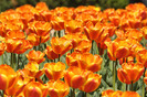 multitudine-florala-51170-l