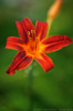 red-lily-50349-l