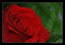 red-rose-1099-l