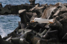 seagull-9-45692-l
