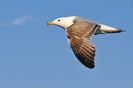 seagull-10-45693-l