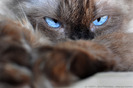 the-killing-look-58281-l