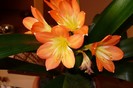 clivia...