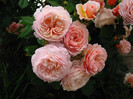 A Shropshire Lad