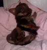 Pui bony Yorky